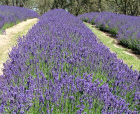 Yuulong Lavender Estate - Darwin Holiday 0