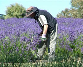 Yuulong Lavender Estate - Darwin Holiday 2