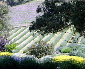 Yuulong Lavender Estate - Darwin Holiday 7