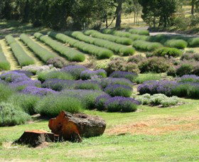 Yuulong Lavender Estate - Darwin Holiday 8