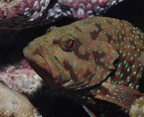 Challenger Bay Dive Site - Darwin Holiday 3