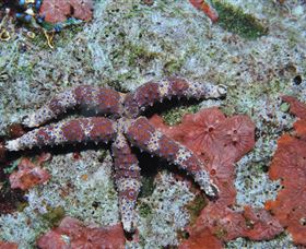 Challenger Bay Dive Site - Darwin Holiday 2