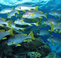 Challenger Bay Dive Site - Darwin Holiday
