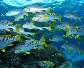 Challenger Bay Dive Site - Darwin Holiday 0