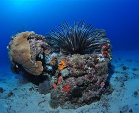 Challenger Bay Dive Site - Darwin Holiday 1