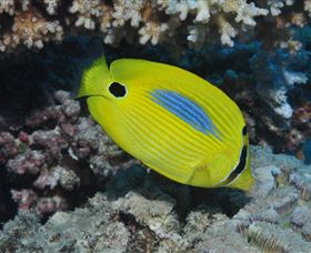 Clam Gardens Dive Site - Darwin Holiday 1