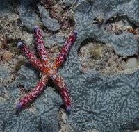 Clam Gardens Dive Site - Darwin Holiday