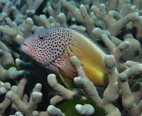 Clam Gardens Dive Site - Darwin Holiday 3