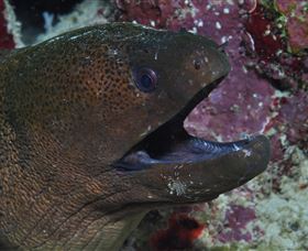 Clam Gardens Dive Site - Darwin Holiday 2