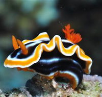 Monolith Dive Site - Darwin Holiday