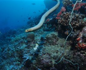 Two Towers Dive Site - Darwin Holiday 1