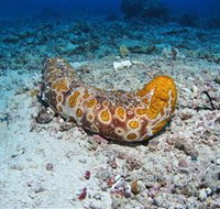 Two Towers Dive Site - Darwin Holiday