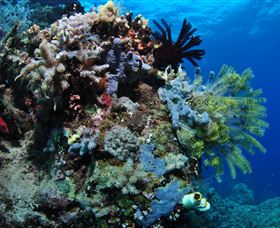 Two Towers Dive Site - Darwin Holiday 2