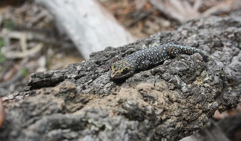 Wagun Picnic Area - Darwin Holiday 1