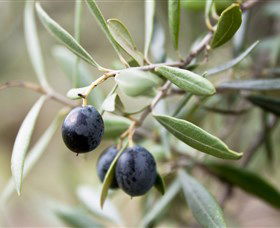 Wollundry Grove Olives - Darwin Holiday 2