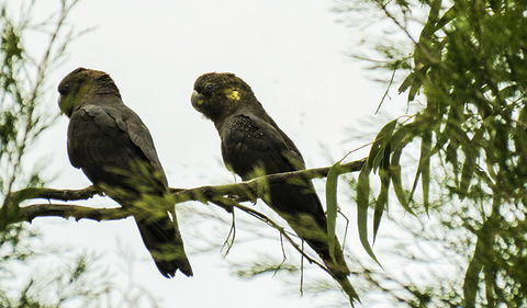 Conimbla National Park - Darwin Holiday 0