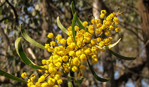 Conimbla National Park - Darwin Holiday 2