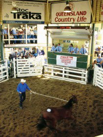 Gracemere Exhibition Complex - Darwin Holiday 0