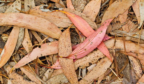 Green Camp - Darwin Holiday 2