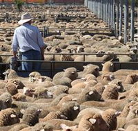 Livestock Marketing Centre - Darwin Holiday