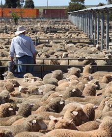 Livestock Marketing Centre - Darwin Holiday 0