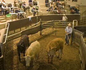 Livestock Marketing Centre - Darwin Holiday 1