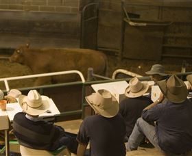 Livestock Marketing Centre - Darwin Holiday 2