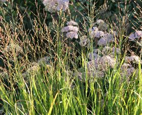 Perennialle Plants Nursery And Garden - Darwin Holiday 5