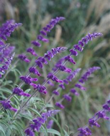Perennialle Plants Nursery And Garden - Darwin Holiday 4