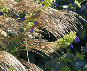 Perennialle Plants Nursery And Garden - Darwin Holiday 3