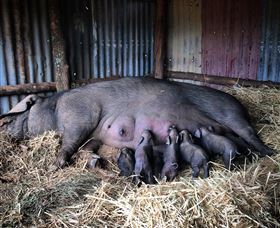 Springview Eco-Farm - Darwin Holiday 7