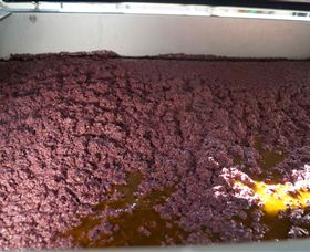 Camilo - Darwin Holiday 3