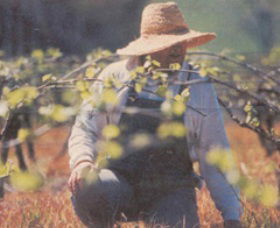 Canobolas Smith Winery - Darwin Holiday 0