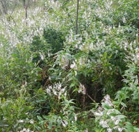 Snowgum walking track - Darwin Holiday