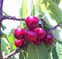 Ballinaclash Orchard and Cellar Door - Darwin Holiday