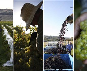 Ross Hill Wines - Darwin Holiday 1