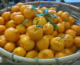 Hillside Orchard - Darwin Holiday 1