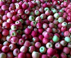 Hillside Orchard - Darwin Holiday 0