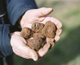 A Slice Of Orange - Darwin Holiday 0