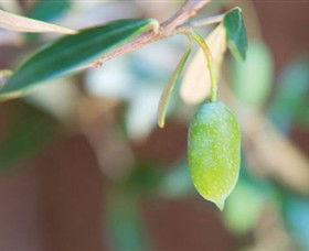 The Olive Shop - Milawa - Darwin Holiday 1