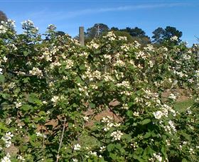 Huntley Berry Farm - Darwin Holiday 0
