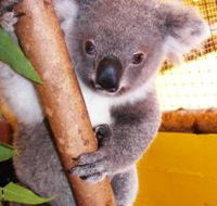 Cooberrie Park Wildlife Sanctuary - Darwin Holiday