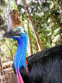 Cooberrie Park Wildlife Sanctuary - Darwin Holiday 1