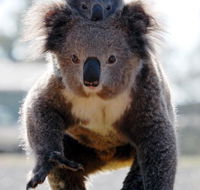 Koalas in Gunnedah - Darwin Holiday