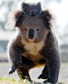 Koalas In Gunnedah - Darwin Holiday 0