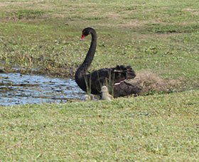 Wonga Wetlands - Darwin Holiday 6