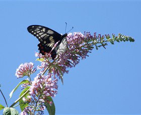 Albury Botanic Gardens - Darwin Holiday 5