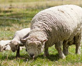 Short Sheep Micro-Winery - Darwin Holiday 6