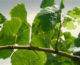 Angullong Wines - Darwin Holiday 1