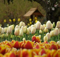 Tulip Top Gardens - Darwin Holiday